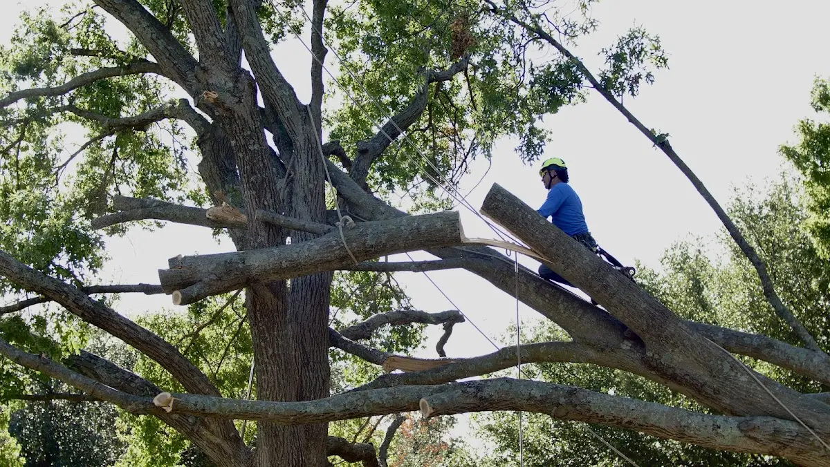 Professional Crown Thinning performed by certified arborists in Pine Island