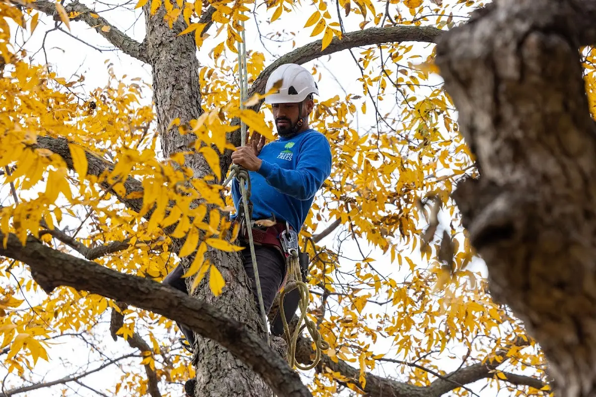 Skilled Tree Transplanting crew working in Pine Island